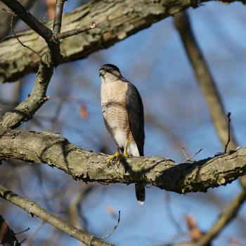 Cooper's Hawk.