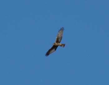 Northern Harrier.