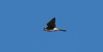 American Kestrel.