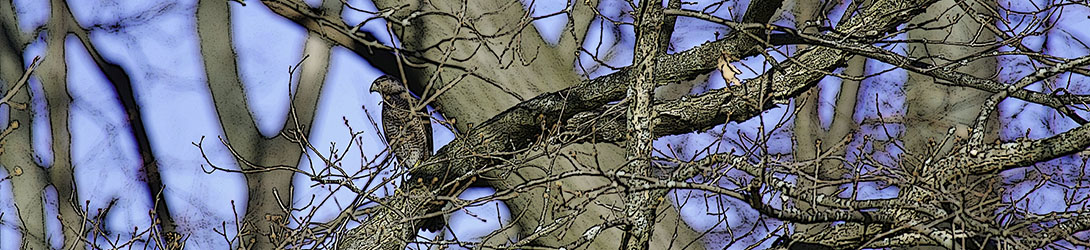 Croton Point Birds