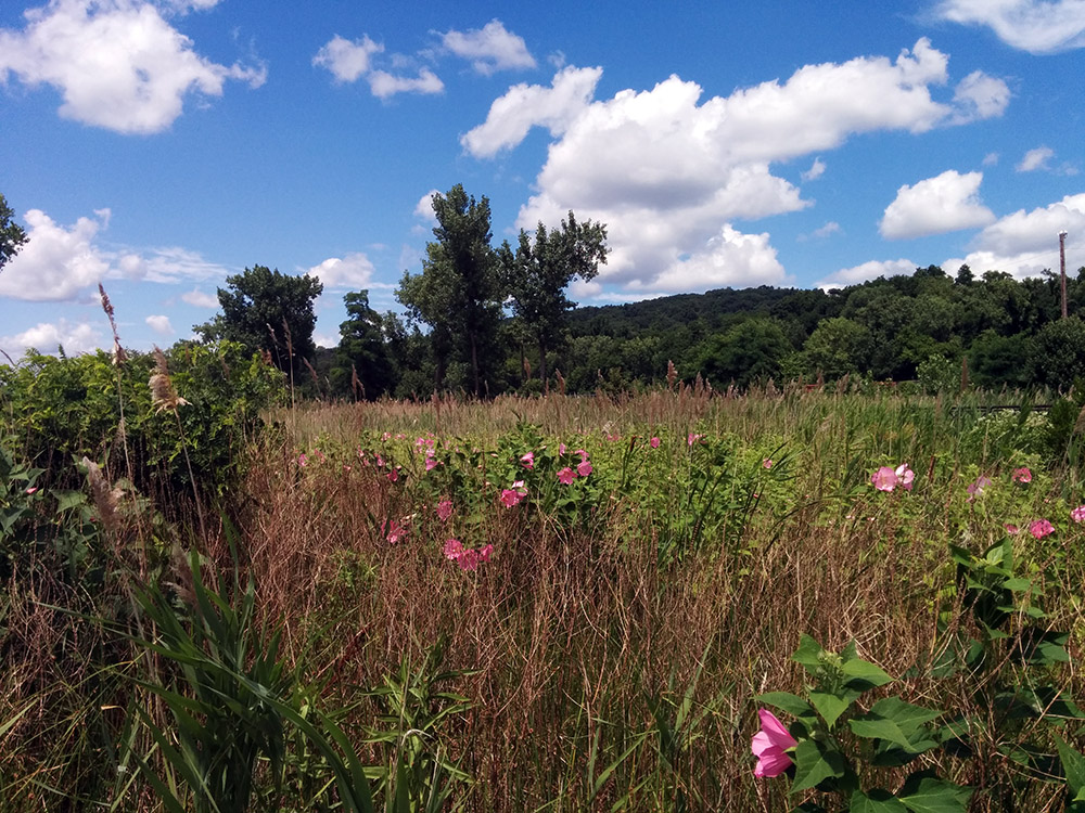 Wetlands. © 2014 Peter Wetzel.