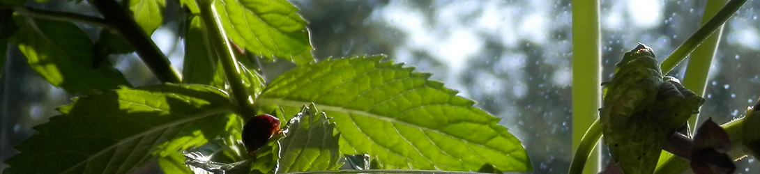 Mint Fresh Ladybug