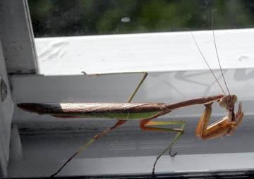 Mantis Intimidation. © 2014 Peter Wetzel.