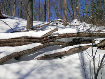 Fallen trees along Overlook. © 2015 Peter Wetzel