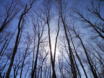 Sky. And trees. © 2015 Peter Wetzel