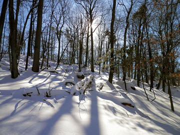 Sun vs Forest. © 2015 Peter Wetzel