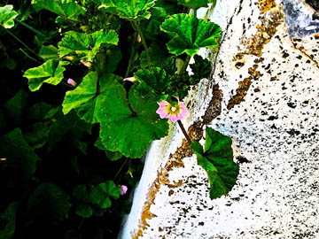 Flower and concrete, fresco effect. © 2016 Peter Wetzel.