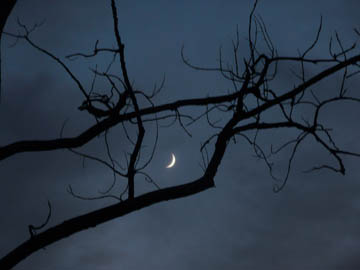 Moon sliver and tree. © 2016 Peter Wetzel.