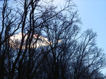 Winter trees and sunny cloud, smudge effect. © 2016 Peter Wetzel.