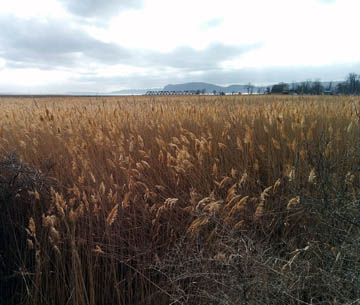 Marsh between the Croton River and Croton-Harmon train station © 2017 Peter Wetzel.