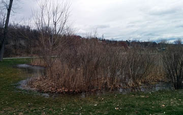 Mini-marsh at Croton Landing Park © 2017 Peter Wetzel.