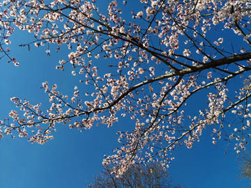 Flowering tree © 2017 Peter Wetzel.