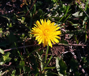 Dandelion at Croton Point Park © 2017 Peter Wetzel.