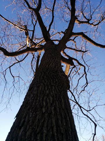 A bare tree dreaming of leaves, leaning over grass turning green © 2017 Peter Wetzel.